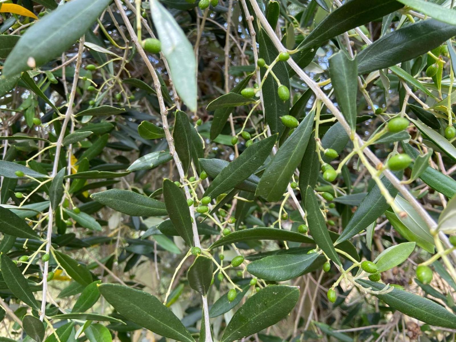 Tenuta Le Mandorlaie, In *