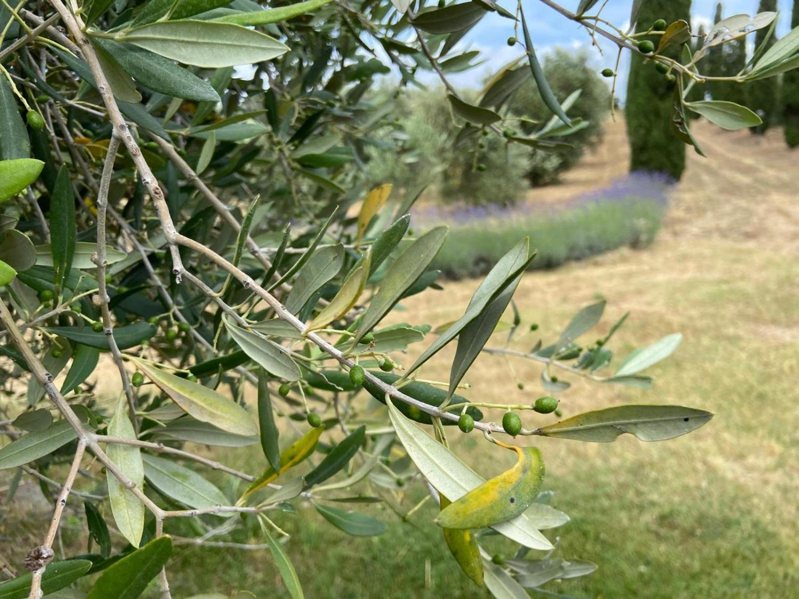Tenuta Le Mandorlaie, In Farm stay
