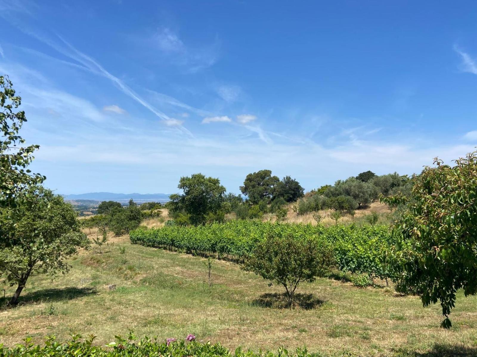 Tenuta Le Mandorlaie, In * Scansano